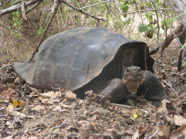 Tartaruga gigante de Galápagos