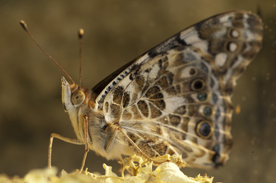 Borboleta