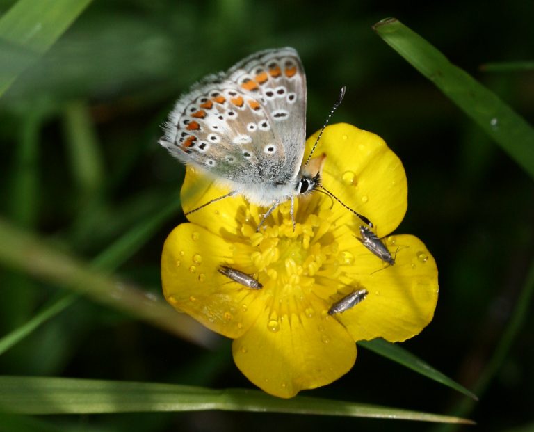 Borboleta pousada na flor