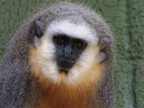 Callicebus vieirai