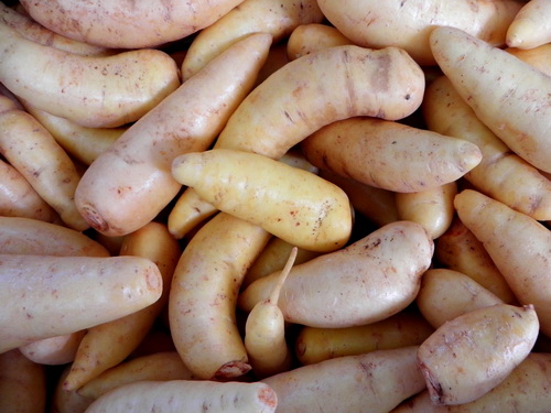 Batata-baroa