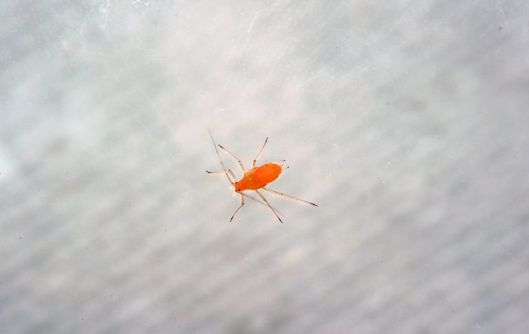 Pulgão laranja