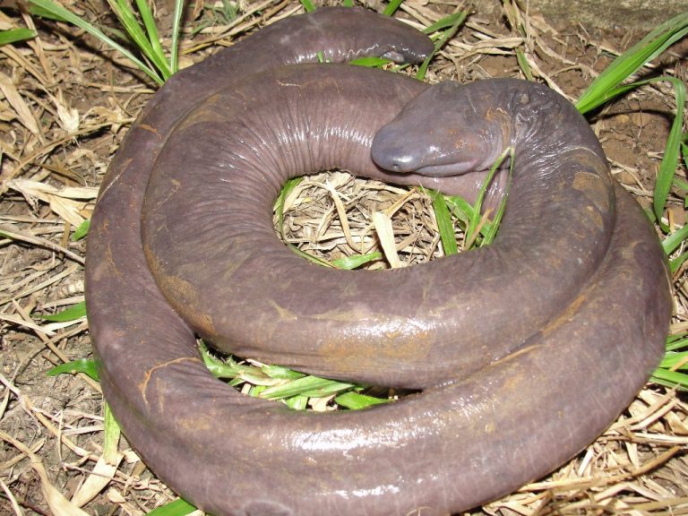 Cobra-cega
