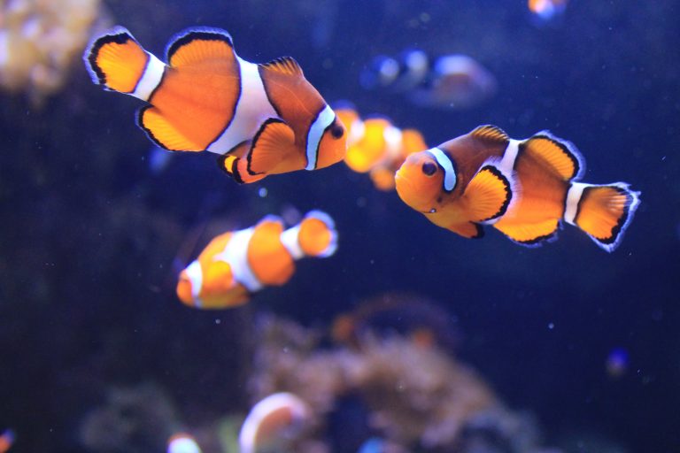 Peixe-palhaço