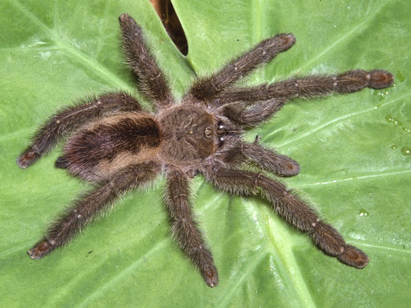 Aranha-caranguejeira