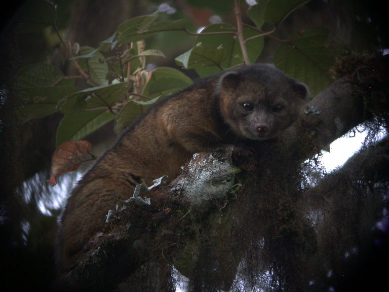 olinguito