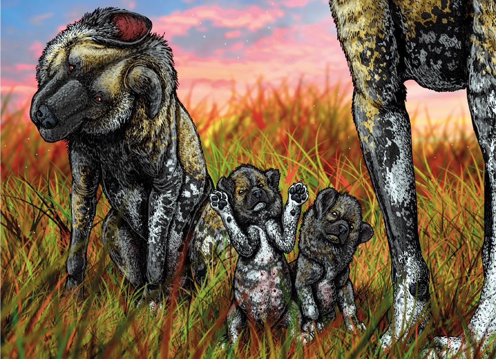 Tamanho médio de um cão-das-cavernas-americano, comparado com a figura humana. (Ilustração: Felipe Alves Elias - PaleoZOOBR)