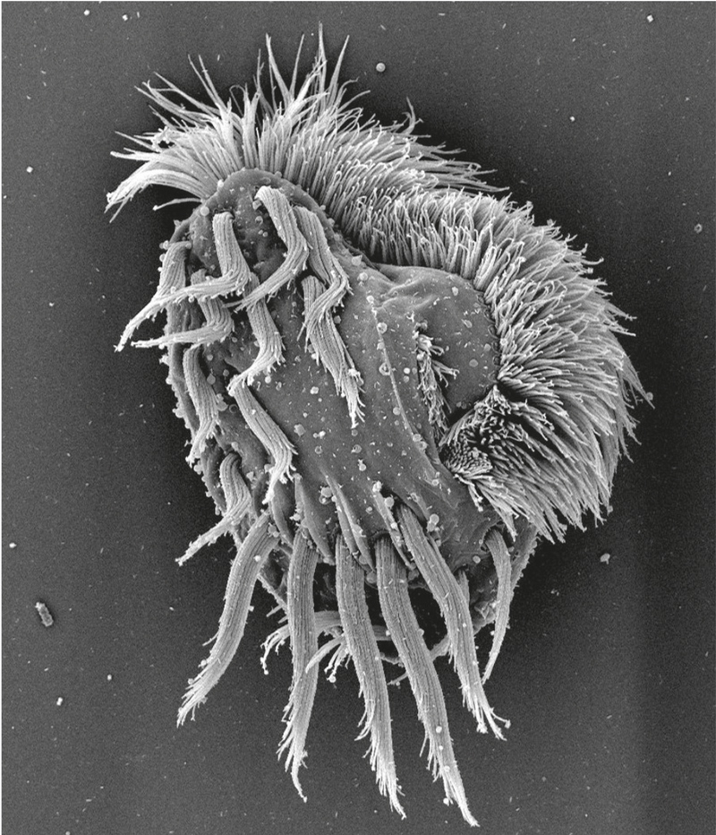 Canibal microscópico