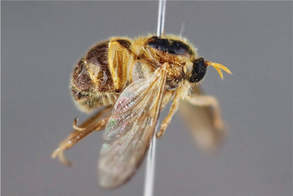 O mistério da mosca na gaveta