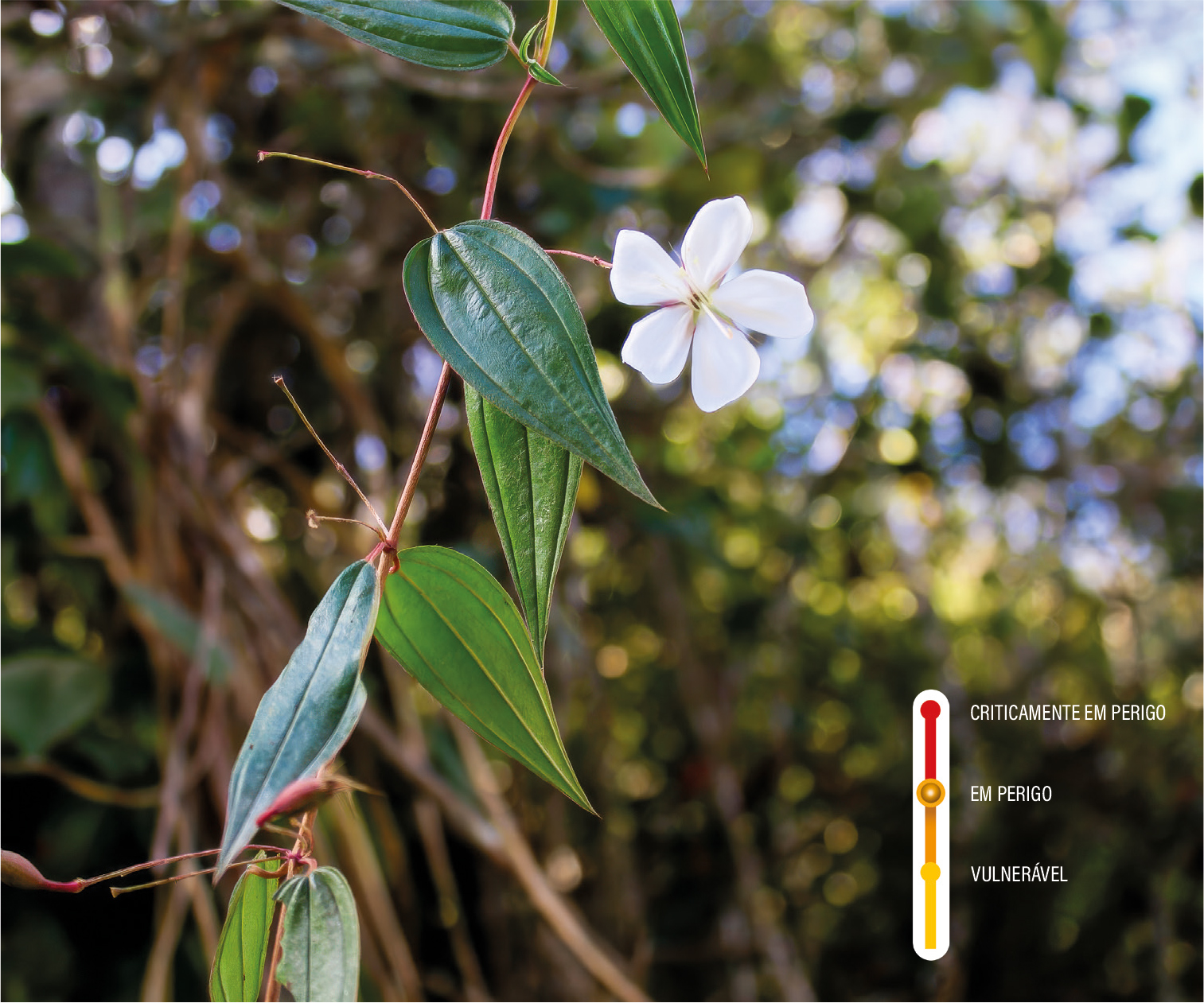 Planta da areia branca